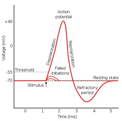 potential englisch|potent vs potential.